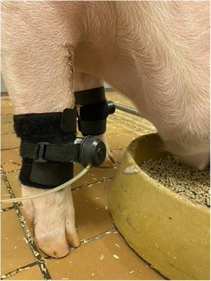 On determining the mechanical nociceptive threshold in pigs: a reliability study